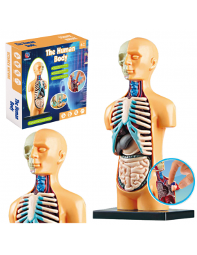 Model Anatomiczny...
